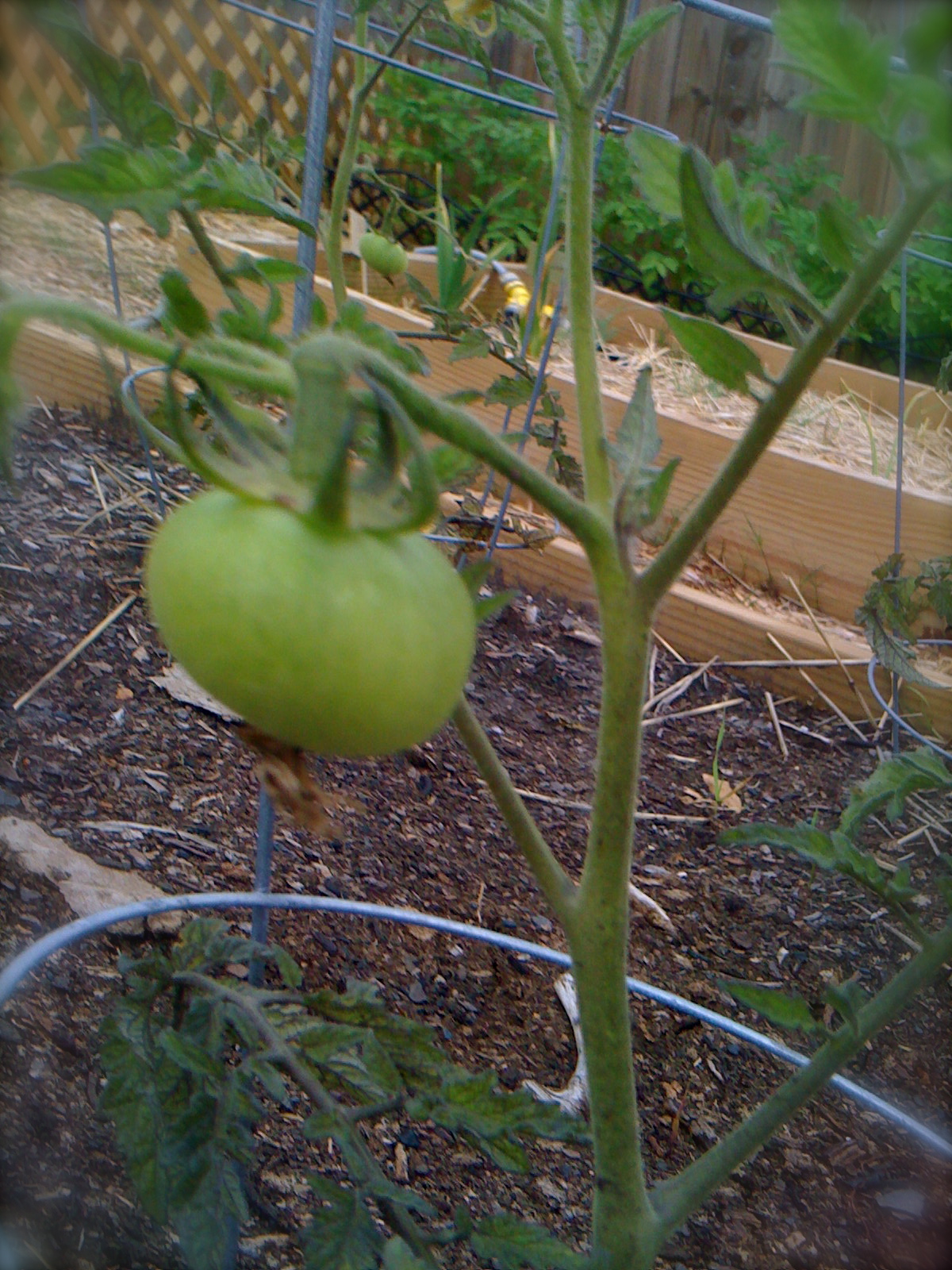 Rutgers Baby Tomato