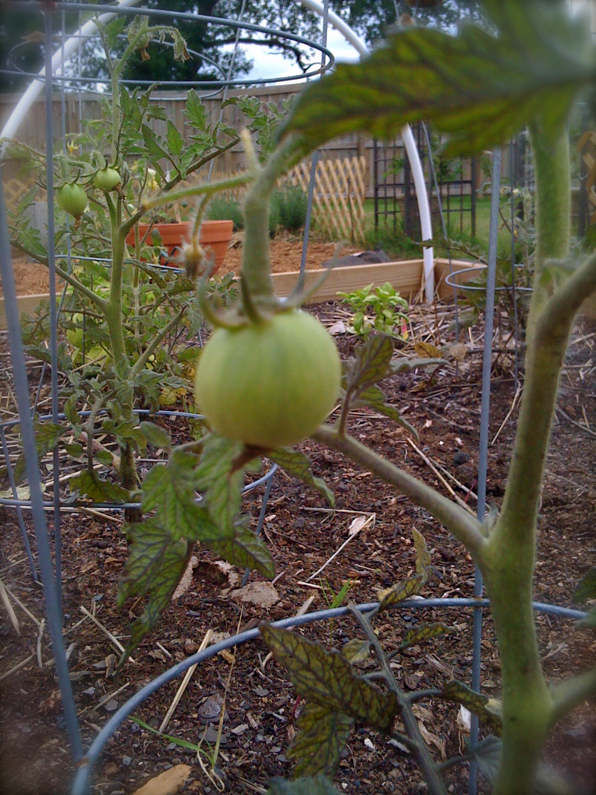 Another Rutgers Baby Tomato