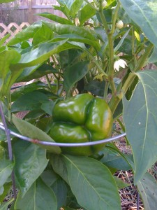 Green Bell Pepper - Closeup
